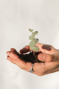 person holding soil with seedling